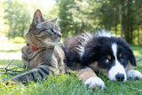 Pet Obesity Dangers: Hidden Health Risks Every Pet Owner Must Know