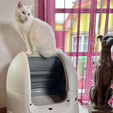 Amicura cura 2 top opening automatic cat litter box-Quick and easy setup: Most users find the initial setup straightforward – simply plug in, add litter, and the litter box is ready to use. New cats usually adapt quickly; many cats accept their new litter box after just one or two days.