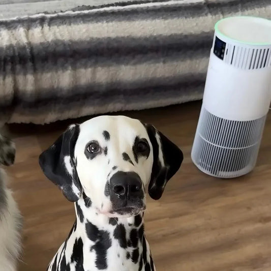 Amicura P2 360° Airflow Pet Air Purifier (EU)