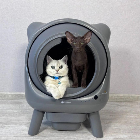 Amicura Self Cleaning Cat Litter Box Cura X1 with British Shorthair cat- Intelligent cat litter box ,innovative design, remote control support, easy to clean
