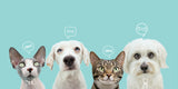 Gibt es Gewichtsbeschränkungen?
Please note that self-cleaning litter boxes are generally not recommended for cats weighing less than 1.5 kg. To ensure the sensors function safely and properly, make sure your cat reaches the minimum weight before offering an automatic litter box. This will ensure both you and your pet have the best possible, stress-free experience!