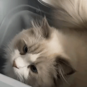 Amicura Self Cleaning Cat Litter Box Cura 2 - Amicura