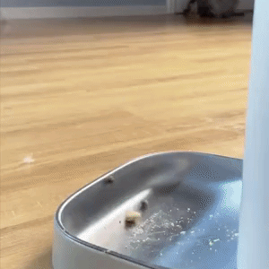 Amicura F1 Pro Remote Automatic pet Feeder with Camera - Amicura