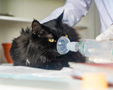 Cat  Asthma