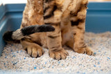 choose the best cat litter