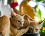 Cats Fight Over Food
