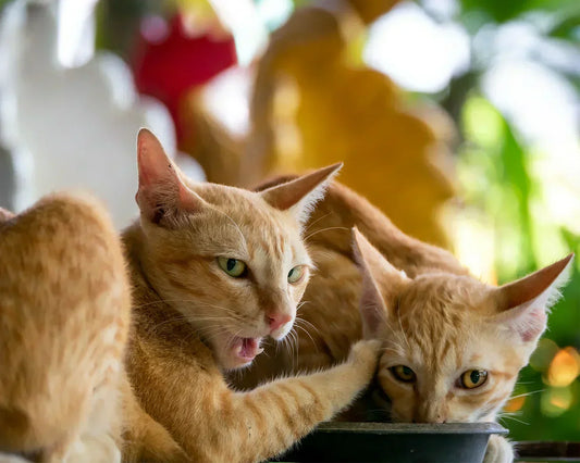 Cats Fight Over Food
