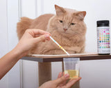 Blood in Cat Urine
