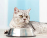 Amicura F1 Pro Saves Your Cat's Diet