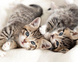  Litter Box Conflicts in Multi-Car Families