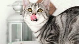 Cats’ dietary taboos: 10 foods that they absolutely cannot eat!