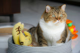 Causes, risks and scientific feeding guidelines for cat obesity