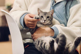 Cat with urinary problems showing blood in urine - complete guide to feline hematuria causes and emergency treatment