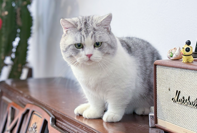 How to tell if a cat is healthy? 9 signs of a healthy cat！