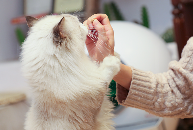 Playing with a cat for an hour can increase its healthy lifespan by four hours!