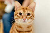 Cat Peeing Outside the Litter Box? 5 Steps to Solve This Problem! - Amicura