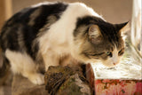 cat like Running Water: cat water fountain