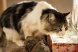 Standing vs Running Water: Why Cats Are Picky Drinkers - Amicura