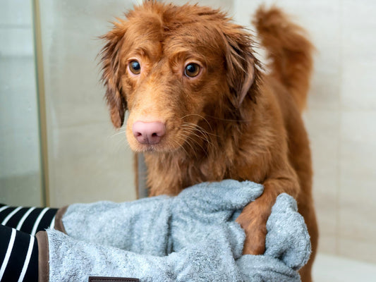 Pet Grooming and Bathing: Pet Bathing at Home VS Pet Salon - Amicura