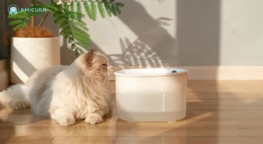 Why Choose the Amicura A3 5-in-1 Cat Drinking Fountain?