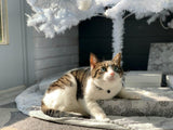 Why Cat Begging for Food: Science Behind Food-Seeking Behavior - Amicura